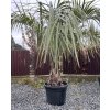 BUTIA CAPITATA 70 L (PALMA ŽELATÍNOVÁ)