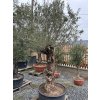 OLEA EUROPAEA BONSAI LOW POT 140lt (OLIVOVNÍK EURÓPSKY – BONSAI FORMA)