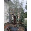 OLEA EUROPAEA BONSAI LOW POT 140lt (OLIVOVNÍK EURÓPSKY – BONSAI FORMA)