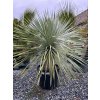 YUCCA ROSTRATA 45 L (JUKA MODRÁ)