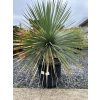 YUCCA ROSTRATA  – 25/35 L, 70–90 CM (JUKA MODRÁ)