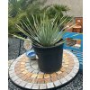 YUCCA ROSTRATA 10 L (JUKA ROSTRATA)