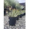 YUCCA ROSTRATA 10 L (JUKA ROSTRATA)