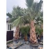 WASHINGTONIA ROBUSTA 130 cm (PALMA WASHINGTONIA ROBUSTA)