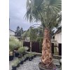 WASHINGTONIA ROBUSTA 130 cm (PALMA WASHINGTONIA ROBUSTA)