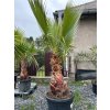 WASHINGTONIA ROBUSTA 55 L (WASHINGTONIA ROBUSTA)
