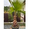 WASHINGTONIA ROBUSTA 55 L (WASHINGTONIA ROBUSTA)
