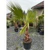 WASHINGTONIA ROBUSTA 55 L (WASHINGTONIA ROBUSTA)