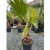 WASHINGTONIA ROBUSTA 55 L (WASHINGTONIA ROBUSTA)
