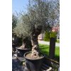 OLEA EUROPAEA BONSAI 80/10 CM 285 L (OLIVOVNÍK EURÓPSKY)