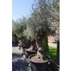 OLEA EUROPAEA BONSAI 80/10 CM 285 L (OLIVOVNÍK EURÓPSKY)