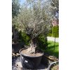 OLEA EUROPAEA BONSAI 80/10 CM 285 L (OLIVOVNÍK EURÓPSKY)