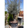 OLEA EUROPAEA BONSAI 80/10 CM 285 L (OLIVOVNÍK EURÓPSKY)