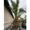 PHOENIX CANARIENSIS 160 L (ĎATLOVNÍK KANÁRSKY)