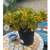 CRASSULA OVATA 'GOLLUM' (TLSTICA 'GOLLUM')