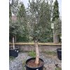 OLEA EUROPAEA (OLIVOVNÍK EURÓPSKY – INTENSIVO 20/30 CM)