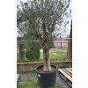 OLEA EUROPAEA PIEL JOVEN 40/50 CM, 110/130 L (OLIVOVNÍK EURÓPSKY)