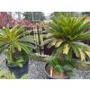 CYCAS REVOLUTA 60/80 CM (CYKAS JAPONSKÝ)