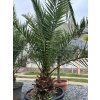 PHOENIX CANARIENSIS 70 L (ĎATLOVNÍK KANÁRSKY)