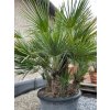 CHAMAEROPS HUMILIS GRUPO 130 CM TR (PALMA MEDITERÁNSKA)