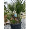 CHAMAEROPS HUMILIS GRUPO 80 CM TR (PALMA MEDITERÁNSKA)