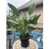 STRELITZIA REGINAE 18 L (STRELÍCIA KRÁĽOVSKÁ)