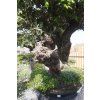 OLEA EUROPAEA TUMBADO N14