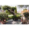 OLEA EUROPAEA TUMBADO N14