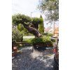 OLEA EUROPAEA TUMBADO N14