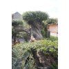 OLEA EUROPAEA TUMBADO N14