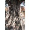 OLEA EUROPAEA 250/300