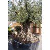 OLEA EUROPAEA 250/300