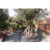 OLEA EUROPAEA 250/300