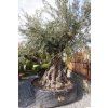 OLEA EUROPAEA 250/300