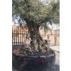 OLEA EUROPAEA 250/300
