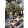 OLEA EUROPAEA TARRINA T60
