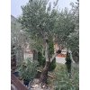 OLEA EUROPAEA 'HOJIBLANCA' LOW POT (OLIVOVNÍK EURÓPSKY)