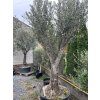OLEA EUROPAEA 'HOJIBLANCA' LOW POT (OLIVOVNÍK EURÓPSKY)