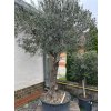 OLEA EUROPAEA 'HOJIBLANCA' LOW POT (OLIVOVNÍK EURÓPSKY)