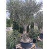 OLEA EUROPAEA 'HOJIBLANCA' LOW POT (OLIVOVNÍK EURÓPSKY)