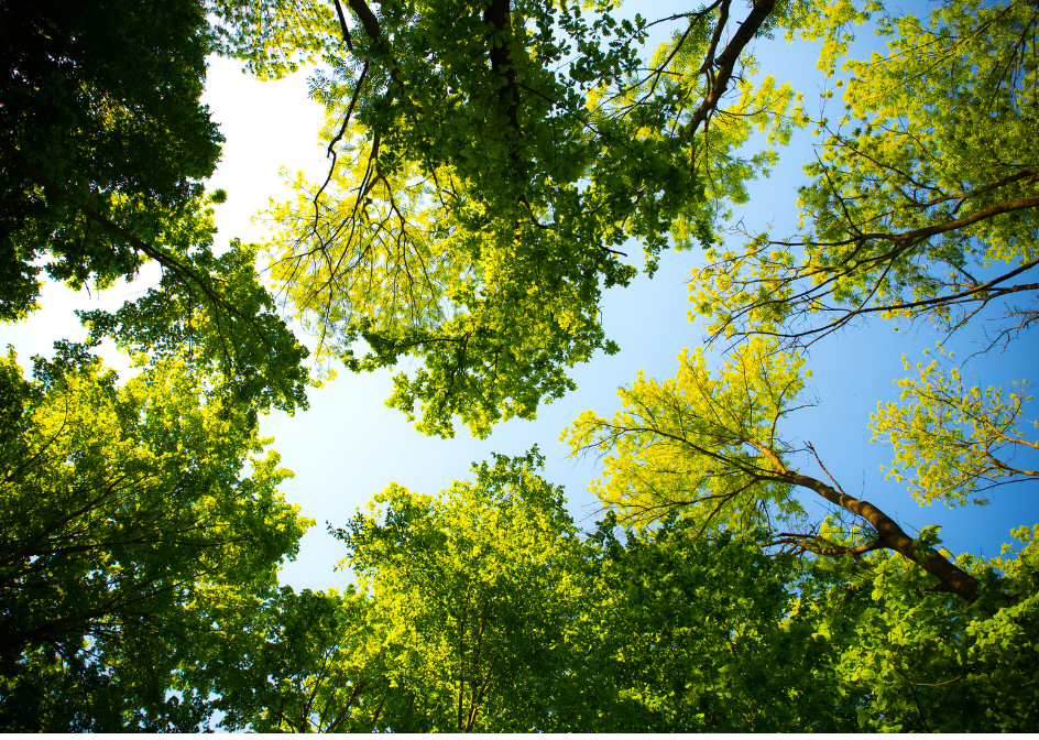 Co všechno prozradí obyčejné suky: Průvodce kvalitou dřeva