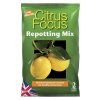 GT - Citrus Focus