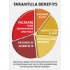 Tarantula charts graphs