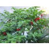 Carolina reaper plant 30.05.2017