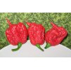 Carolina Reaper pepper pods