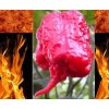 carolinareaper3