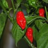 220px Reife und grüne Bhut Jolokia