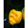 trinidad scorpion moruga yellow 82556 1