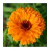 mesicek lekarsky plamen plus calendula officinalis osivo mesicku 85 ks