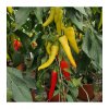 paprika koziberani roh sora capsicum annuum osivo papriky 55 ks